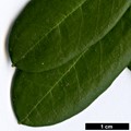 SpeciesSub: subsp. apodectum